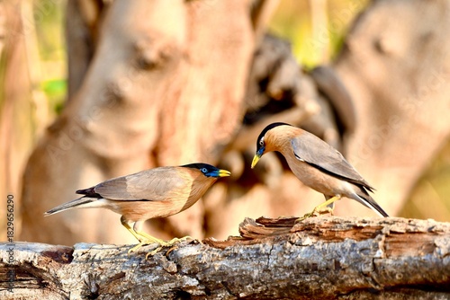 The creamy myna with black cap and crest.