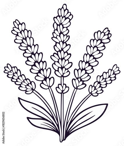 Elegant lavender flower illustration, botanical outline design, simple hand drawn lavender bouquet on white background.
