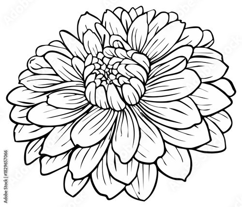 Elegant Dahlia Flower Outline Illustration, Floral Botanical Design, Simple Line Drawing
