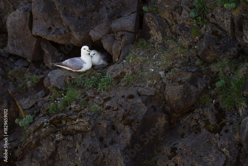 Breeding Northern Fulmars on a bird cliff in Iceland