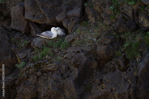 Breeding Northern Fulmars on a bird cliff in Iceland