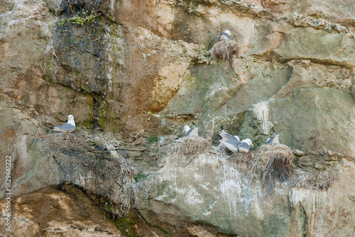kittiwakes nesting on a cliff