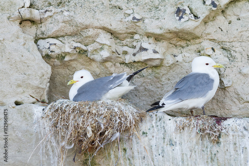 kittiwake nesting on a cliff