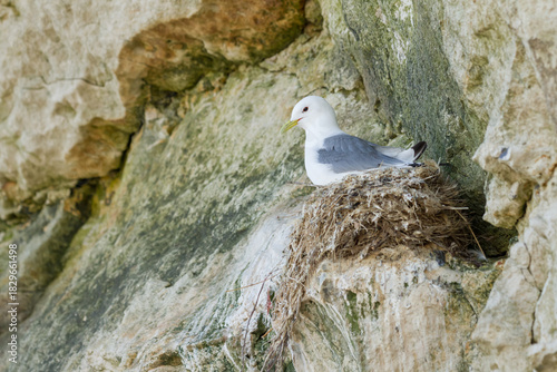 kittiwake nesting on a cliff