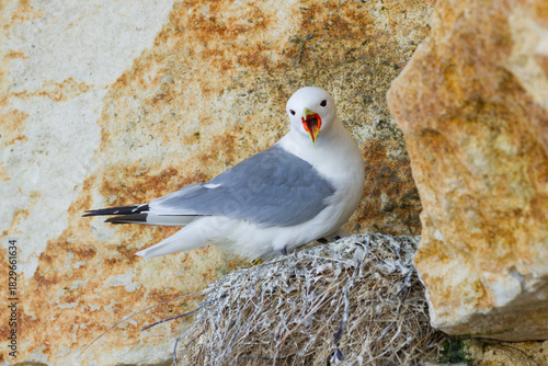 portrait of a kittiwake nesting on a cliff