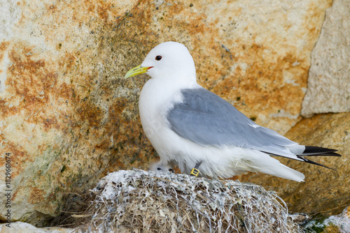 kittiwake with a chick in the nest on a cliff