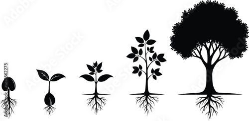Black silhouette of plant growth stages from seedling to mature tree with roots sprout
