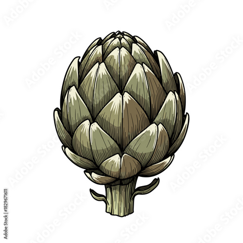 Fresh artichoke in natural colors for culinary concept and healthy eating