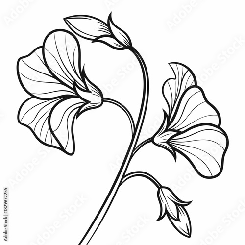Sweet Pea Flower Line Art with Buds