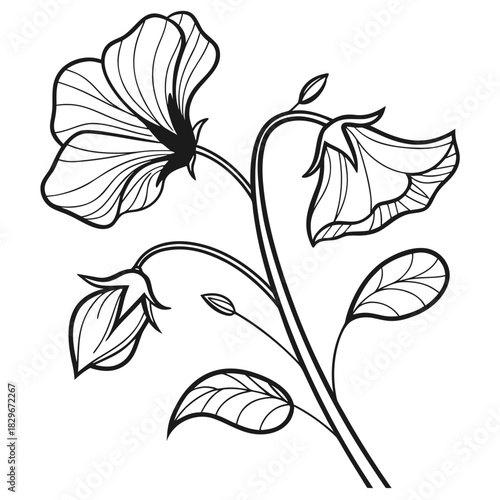 Sweet Pea Flower Line Art with Buds and Leaves