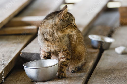homeless cat eating