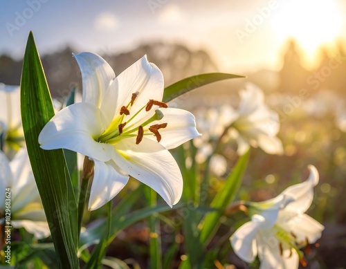 White lily blooms with pistils up front in the sunlight, background flowers and trees blurred