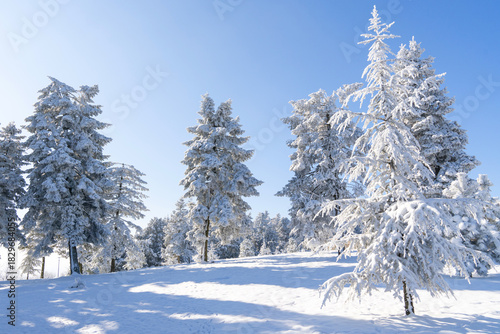 Snow covered trees. Winter forest