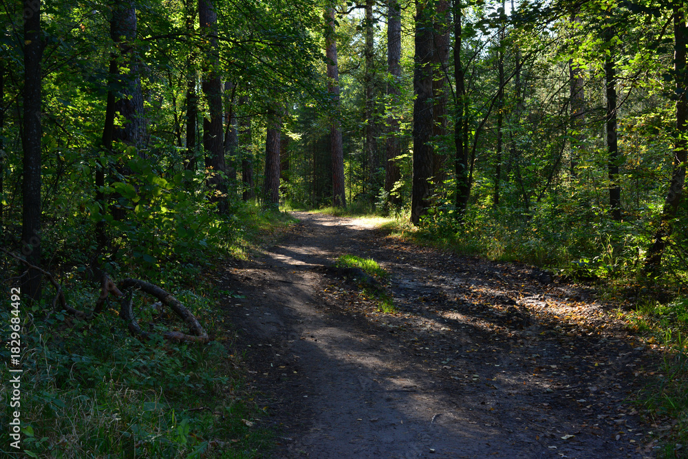 Obraz premium a Path in the dense forest Bathed in Dappled Sunlight