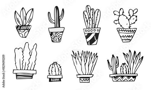 Cactus and succulents vector ...