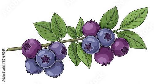 Blueberries isolated on a transparent background
