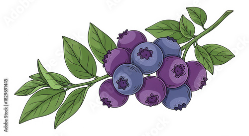Blueberries isolated on a transparent background