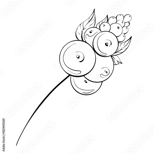 Simple Christmas Berry Illustration With Stylized Lines Depicting Festive Elements and Decorations Suitable for Holiday Card Designs and Seasonal Art Projects