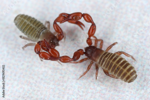 Pseudoscorpions of genus Lamprochernes in the family Chernetidae during fighting or reproductive behavior.