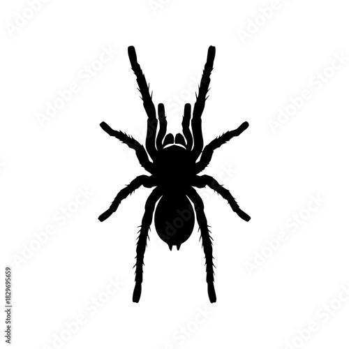 A black silhouette of a tarantula spider with eight legs on a plain white background, viewed from above.