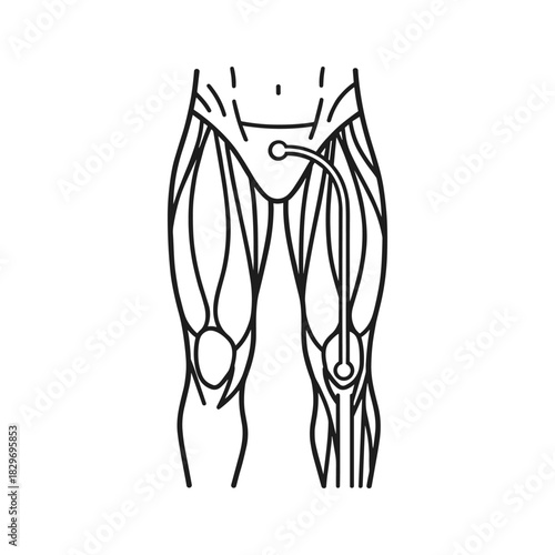 Line drawing illustration of a human leg showing a catheter insertion for femoral artery access isolated on