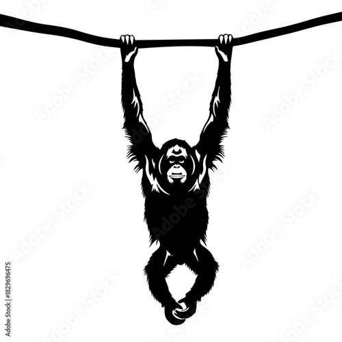 Black silhouette of an orangutan hanging from a horizontal branch against a white background, showcasing its strong grip and arboreal nature.