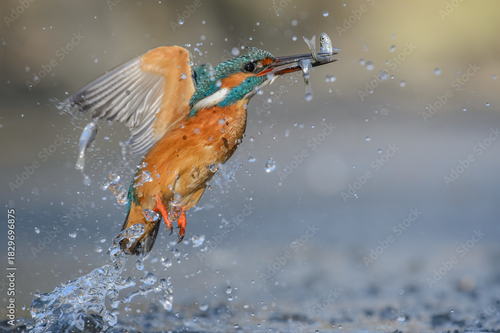 Fototapeta premium kingfisher