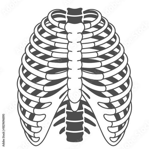 ribs skeleton outline illustration