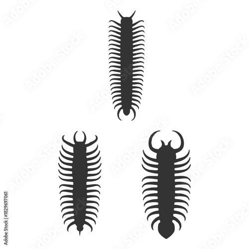 different types of centipedes