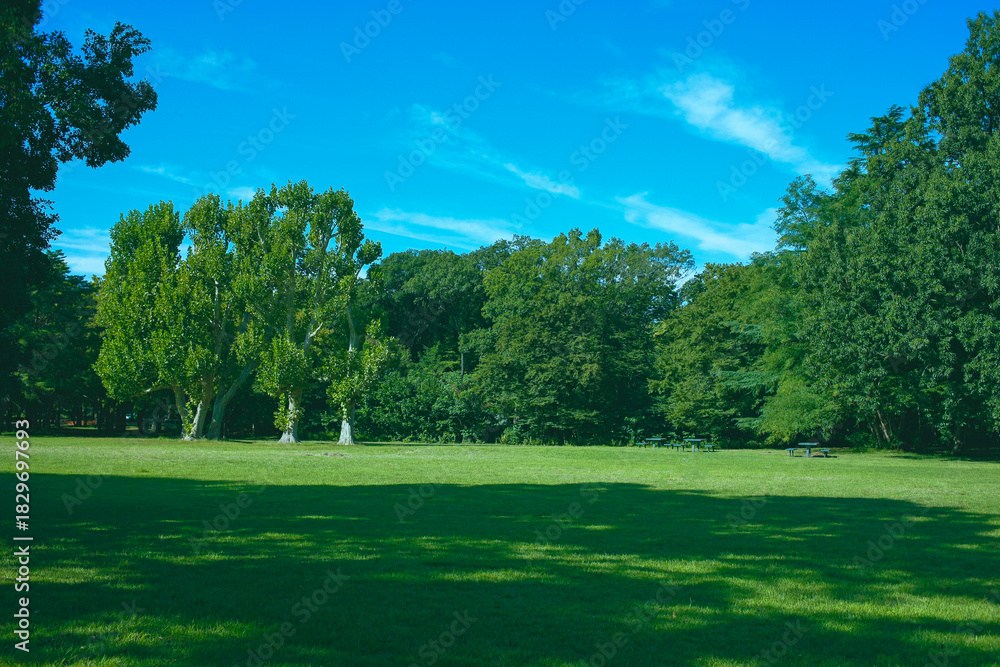 Obraz premium 緑の公園