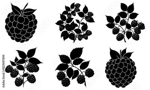 Elegant black raspberry illustrations, perfect for organic food packaging, healthy lifestyle designs, and sophisticated culinary projects! Vector graphics.