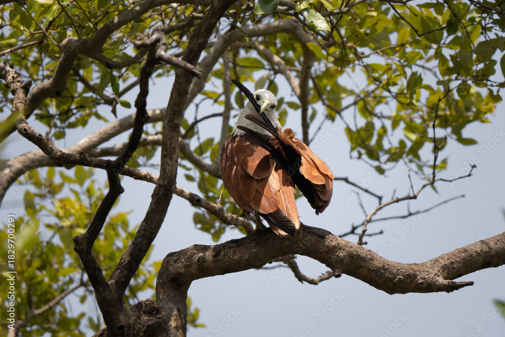 Obraz premium Brahminy kite (Haliastur indus) on a tree, also known as the red-backed sea-eagle in Australia, is a medium-sized bird of prey in the family Accipitridae. Both parents take part in nest building
