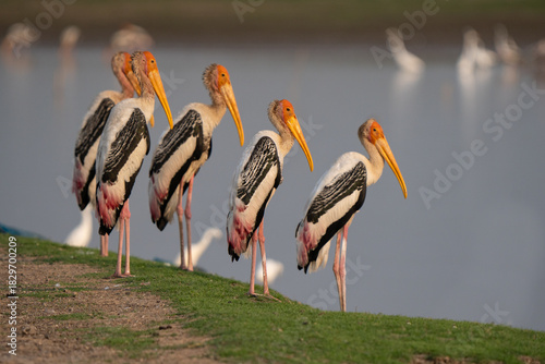 Group of painted stork (Mycteria leucocephala), a large wader in the stork family. It is found in the wetlands of the plains of tropical Asia. They immerse their half open beaks in water to find prey