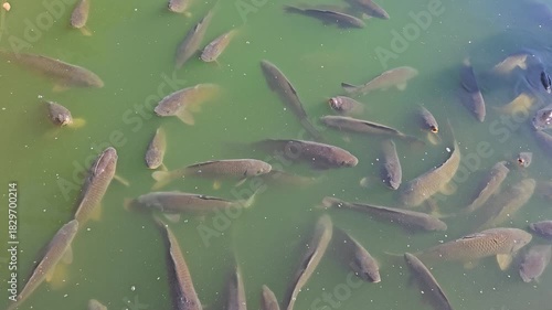 A school of large fish gasps out of the dirty green water of a lake.