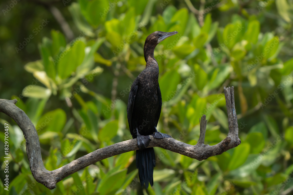 Naklejka premium Little cormorant close up on pose on a perch in Indian mangroves