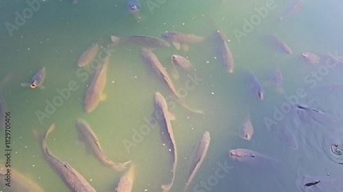 A school of large fish gasps out of the dirty green water of a lake.