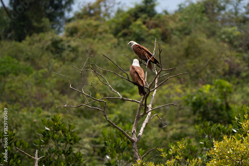 Brahminy kite pair (Haliastur indus) on a tree, also known as the red-backed sea-eagle in Australia, is a medium-sized bird of prey in the family Accipitridae. Both parents take part in nest building