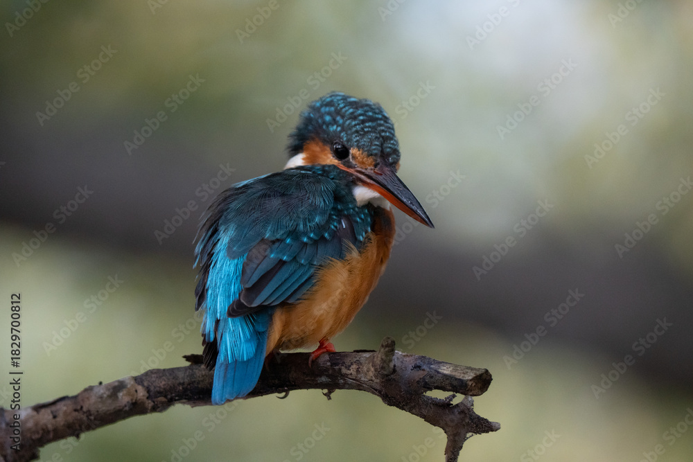 Obraz premium Close up of a coloured Eurasian kingfisher (Alcedo atthis). It is a sparrow-sized bird, short-tailed and large-headed profile. It has blue upperparts, orange underparts and a long bill