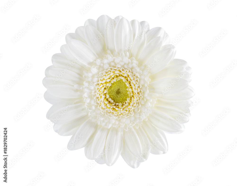 Fototapeta premium White gerbera isolated on transparent background, top view