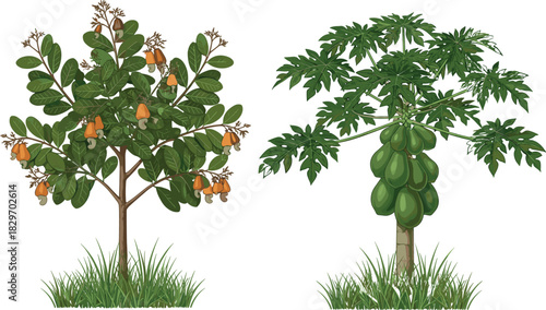 Detailed Illustration of Cashew Tree Bearing Nuts and Ripe Papaya Tree with Green Fruit, Representing Tropical Agriculture, Exotic Crops, Sustainable Farming, and Botanical Study Elements.