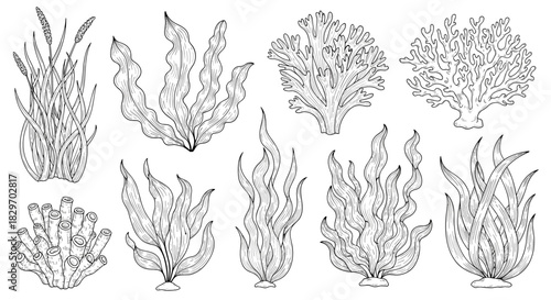 Assortment of hand-drawn marine life, including various seaweeds, corals, and aquatic plants, rendered in detailed line art.