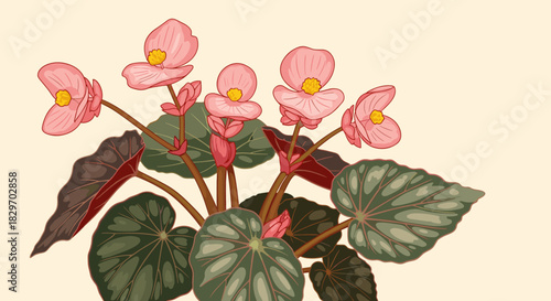 A vibrant illustration featuring a cluster of pink begonia flowers with detailed green and red leaves against a soft beige background.