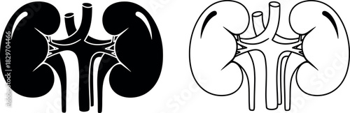 Human kidneys anatomy illustration medical silhouette