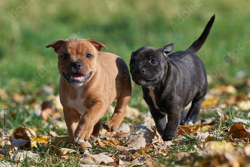 Staffordshire bull terrier puppies running together in autumn nature