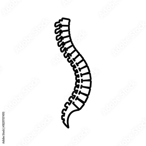 Human Spine Anatomy Line Art Icon