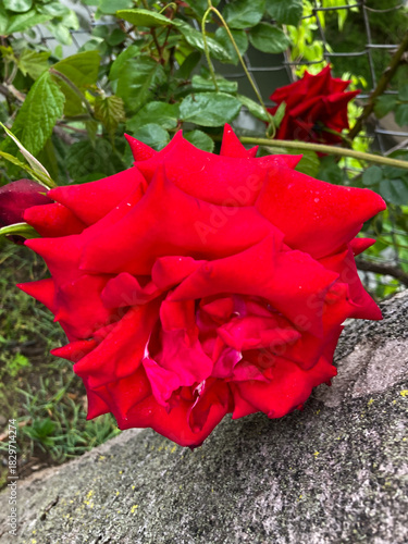 red rose flower in the garden