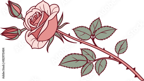 Illustration of a pink rose with buds stem and leaves on a white background detailed drawing