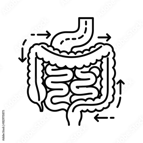 Outline icon representing the human digestive system showing stomach and intestines with arrows indicating movement, isolated on
