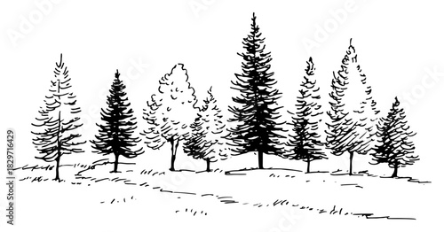 Rough ink sketch of coniferous forest landscape with row of pine trees in nature vector illustration