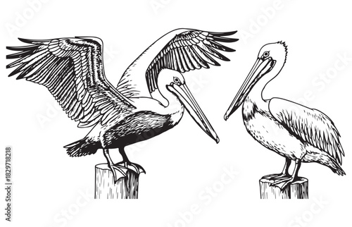 Detailed line art illustration of two pelicans perched on wooden posts with wings spread and folded